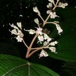 Miconia bubalina Other