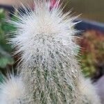 Cleistocactus strausii Floare