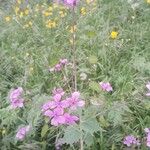 Lunaria annuaFiore