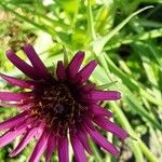 Tragopogon porrifolius Blüte