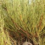 Ephedra viridis Kéreg/szár