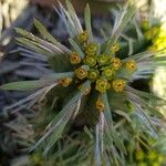 Euphorbia ferox 花