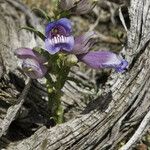 Penstemon speciosus Alkat (teljes növény)