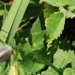 Campanula rhomboidalis Blad