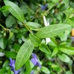 Vinca difformis Hoja