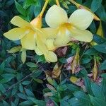 Allamanda cathartica花