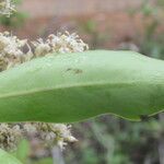Ardisia densiflora ഫലം