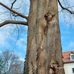 Metasequoia glyptostroboides പുറംതൊലി