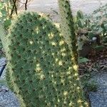 Opuntia leucotricha Blatt