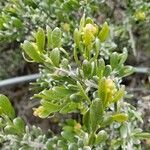 Grayia spinosa Hoja