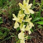 Orchis provincialis Bloem