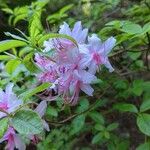 Rhododendron canescens Kvet