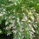 Ligustrum sinense Хабит