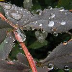 Berberis amurensis ᱥᱟᱠᱟᱢ