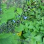 Salvia tiliifolia Kukka
