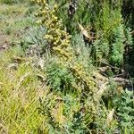 Artemisia afra 花