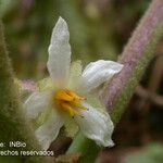 Solanum nudum Flower