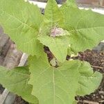 Atriplex hortensis Leaf