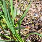 Poa alpina Feuille