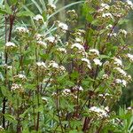 Stevia monardifolia