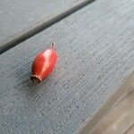 Rosa canina Fruit