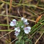 Bartsia trixago Kwiat