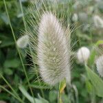 Lagurus ovatus Fruit