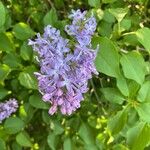 Syringa persica Flor