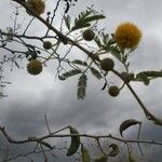 Vachellia farnesiana Flor