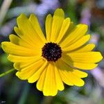 Coreopsis leavenworthii Flower