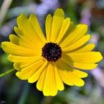 Coreopsis leavenworthii Flor