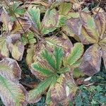 Rodgersia aesculifolia Hoja