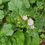 Malva neglectaΛουλούδι