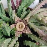 Orbea variegata 花