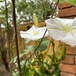 Ipomoea albaFiore