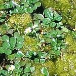 Ludwigia peploides Flower