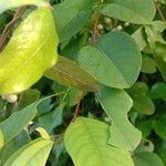 Flueggea virosa Leaf