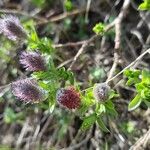 Salix breviserrata 花