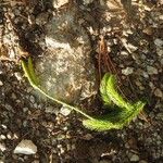 Lycopodium clavatum Blad