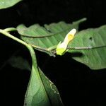 Diospyros bipindensis Flor