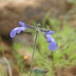 Salvia subincisa Кветка