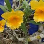 Dendrobium chrysotoxum Blodyn
