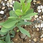 Baptisia australis Blad