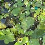 Nymphoides indica Flor