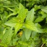 Mentha x piperita Fuelha