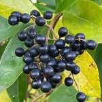 Ligustrum ovalifolium果實