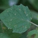 Physalis pubescens Foglia