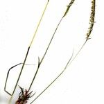 Heteropogon contortus Altres