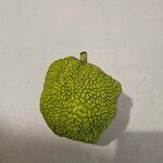 Maclura pomifera Fruit