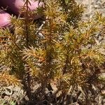 Juniperus communisLeaf